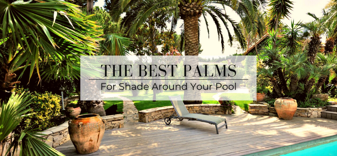 The Best Palms for Shade Around Your Pool in Arizona